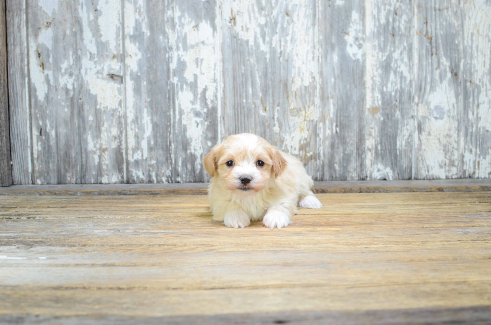 Little Maltese Poodle Poodle Mix Puppy