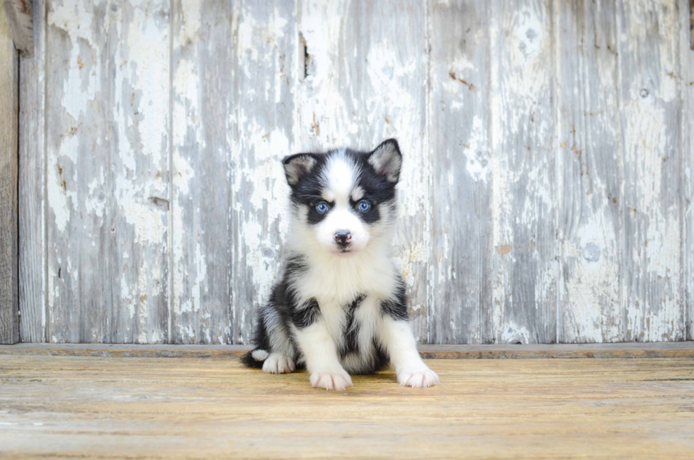 Funny Pomsky Designer Pup
