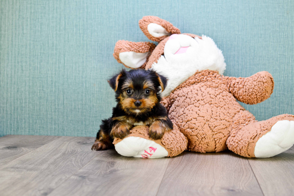 Meet Timmy - our Yorkshire Terrier Puppy Photo 
