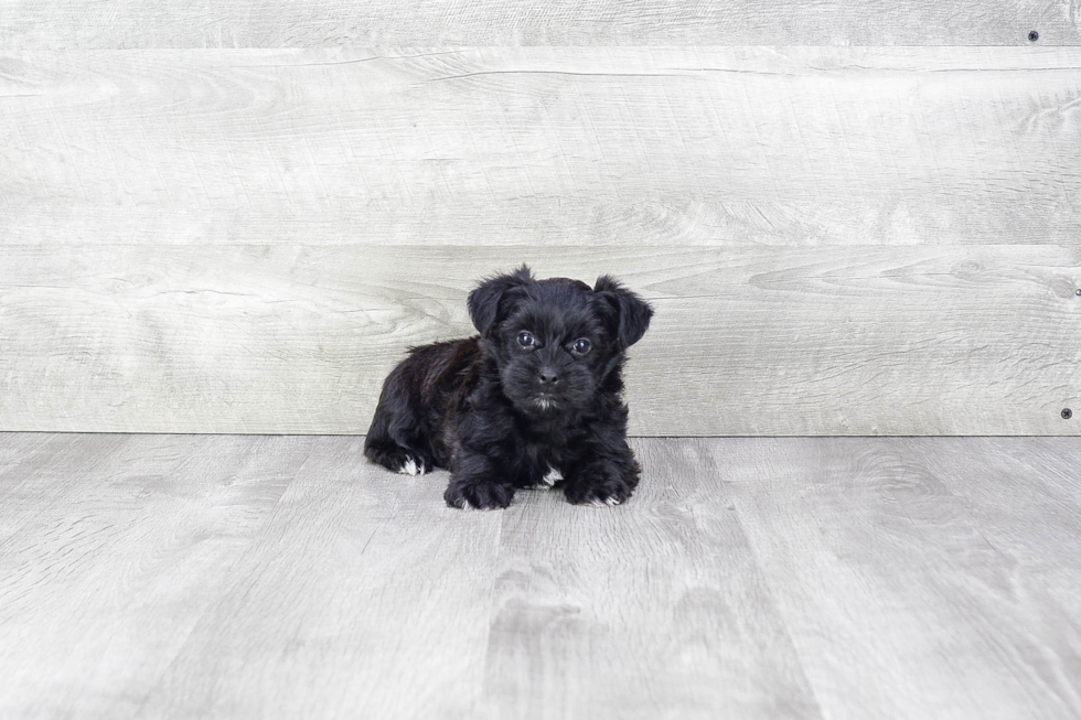 Morkie Puppy for Adoption