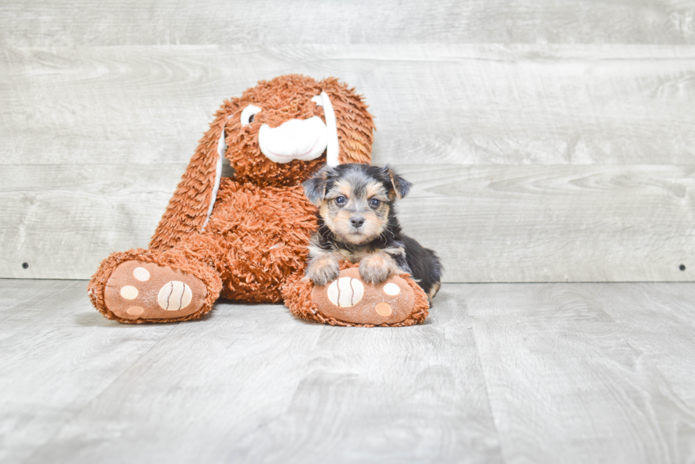 Morkie Puppy for Adoption