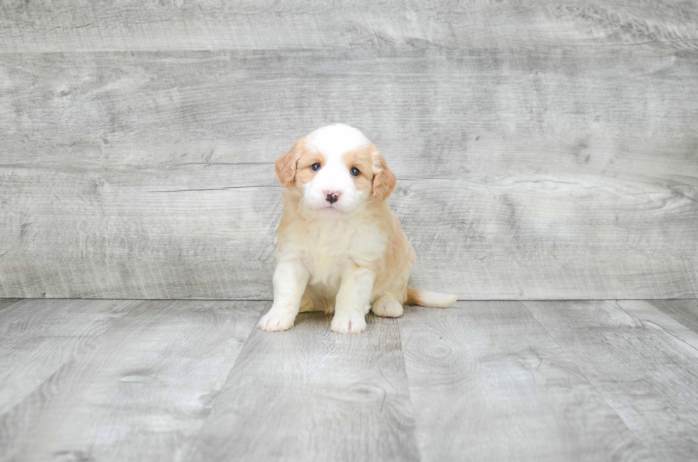 Mini Goldendoodle Pup Being Cute