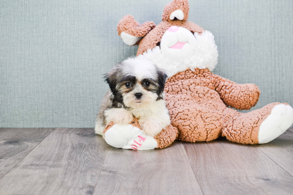 Petite Teddy Bear Designer Pup
