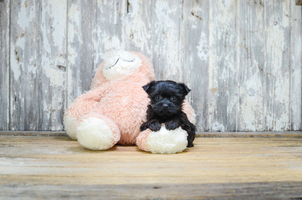 Morkie Puppy for Adoption