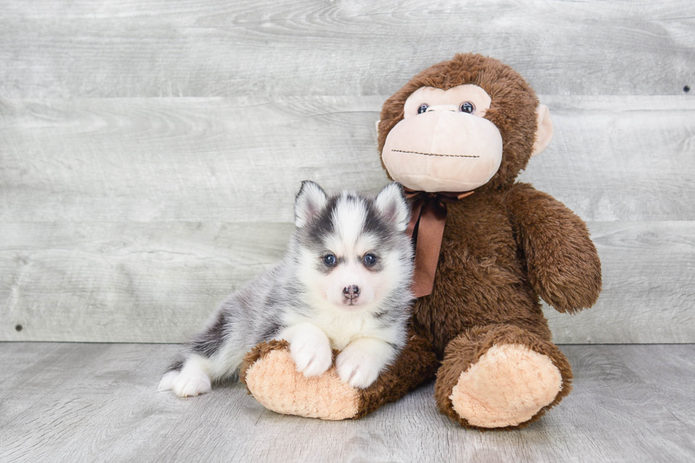 Pomsky Pup Being Cute