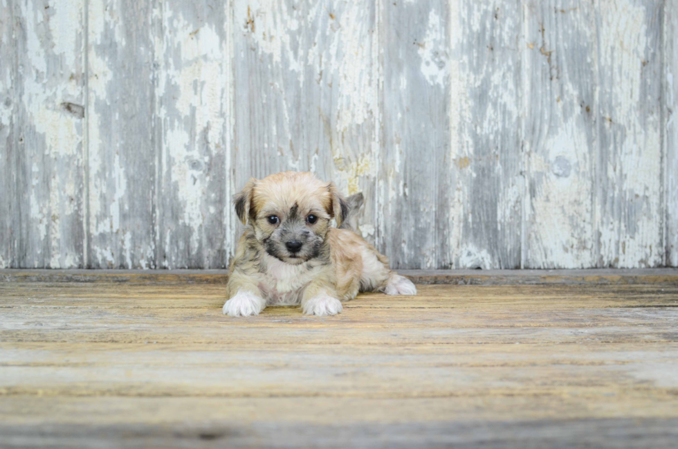 Sweet Morkie Baby