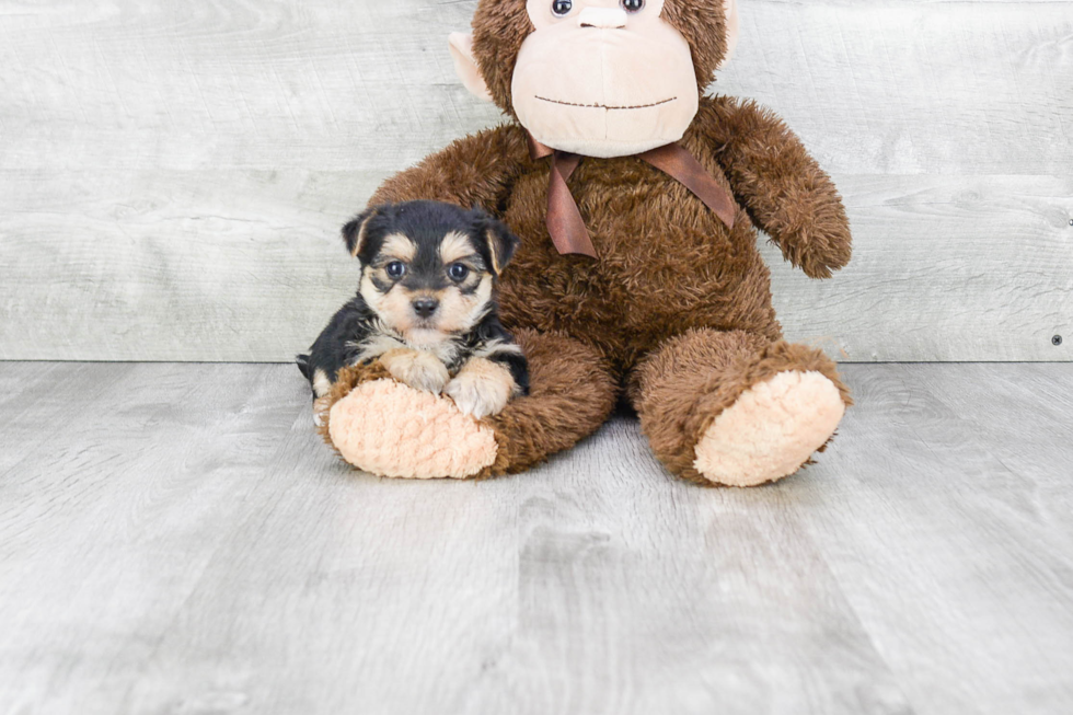 Morkie Puppy for Adoption