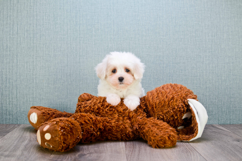 Happy Maltipoo Baby