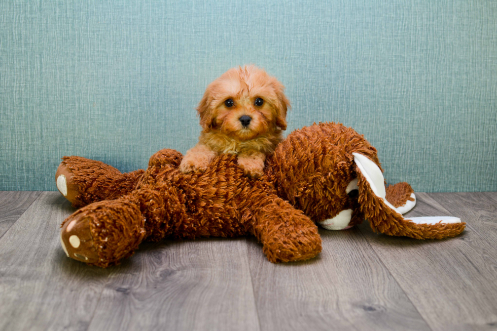 Small Cavapoo Baby