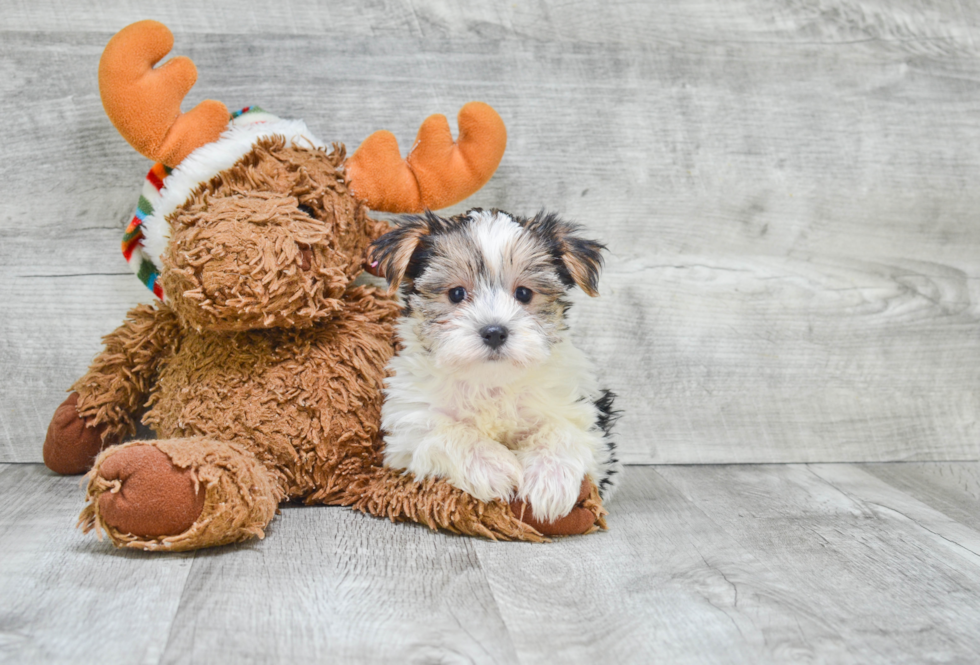 Best Morkie Baby