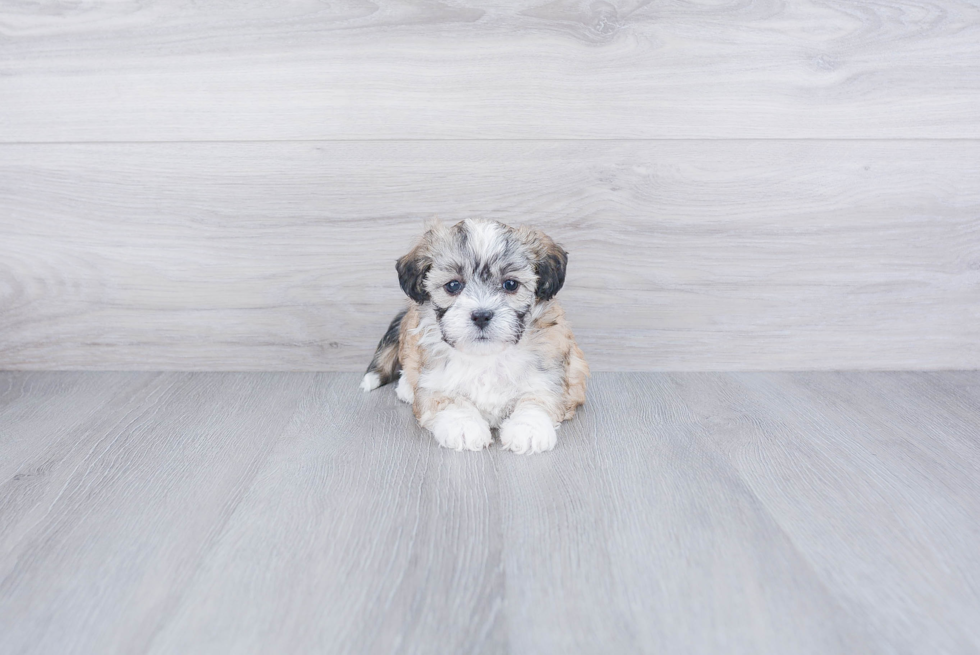 Fluffy Teddy Bear Designer Pup