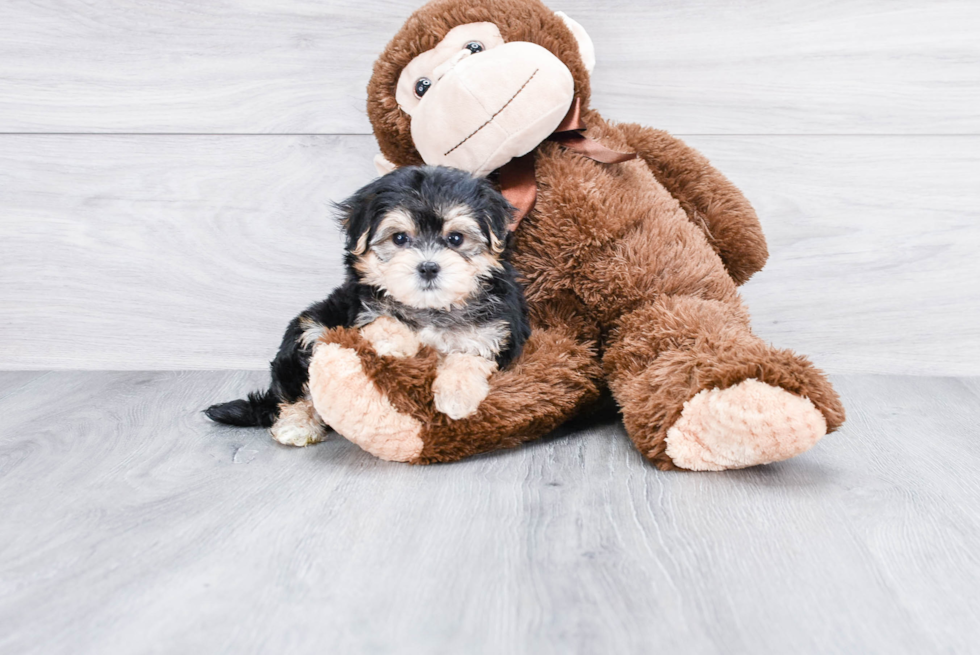 Morkie Pup Being Cute