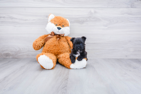 Petite Morkie Designer Pup