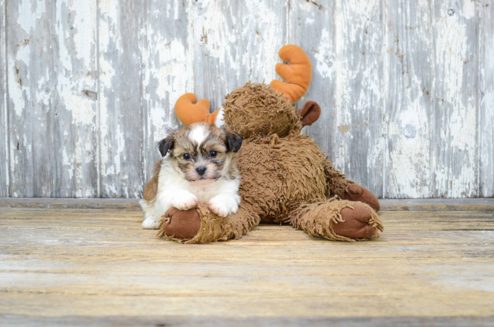 Petite Teddy Bear Designer Pup