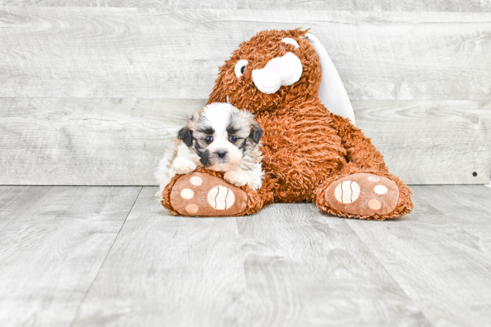 Best Teddy Bear Baby