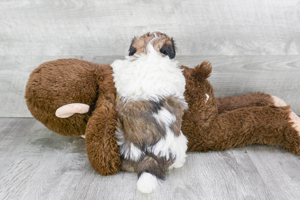 Teddy Bear Puppy for Adoption