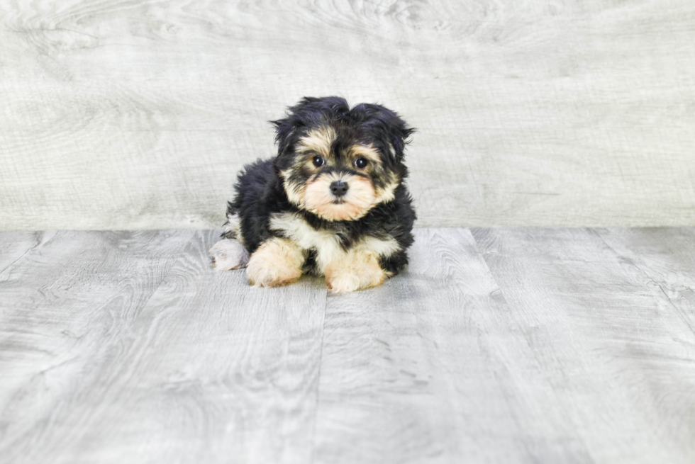 Smart Morkie Designer Pup