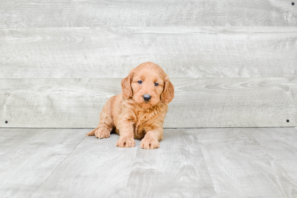 Mini Goldendoodle Puppy for Adoption