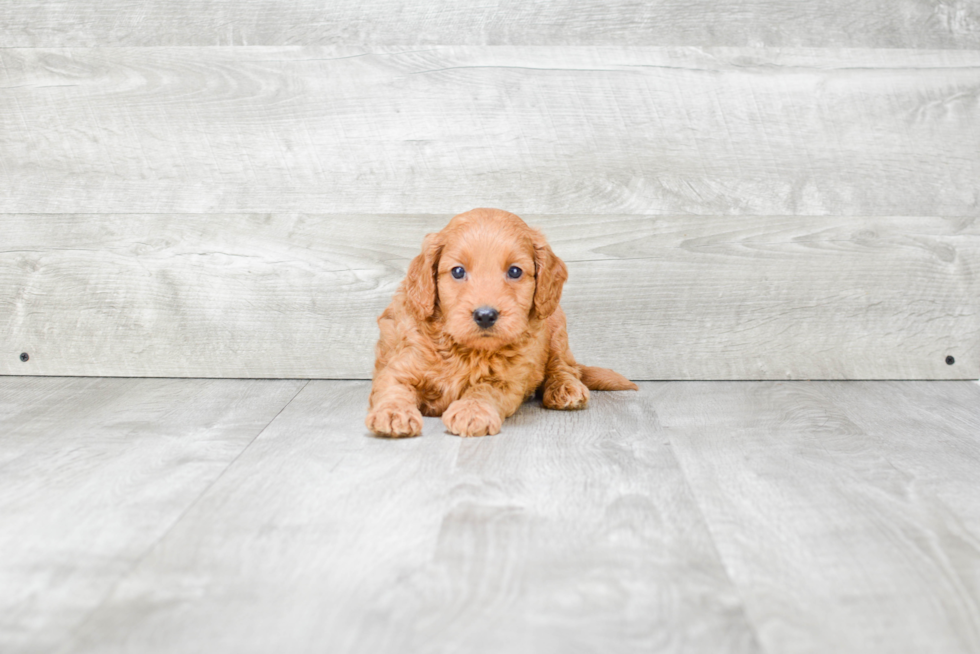 Playful Golden Retriever Poodle Mix Puppy