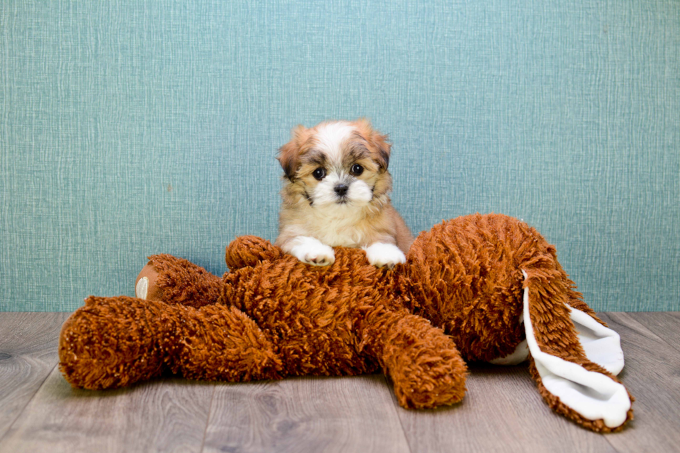 Teddy Bear Pup Being Cute