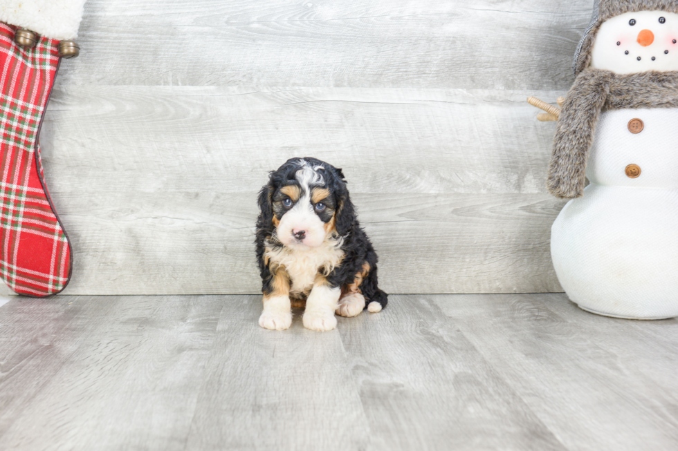 Best Mini Bernedoodle Baby