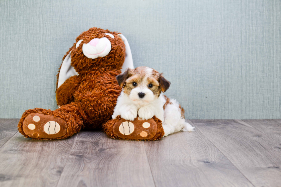 Adorable Yorkie Designer Puppy