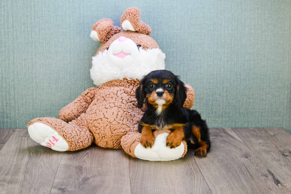 Best Cavalier King Charles Spaniel Baby
