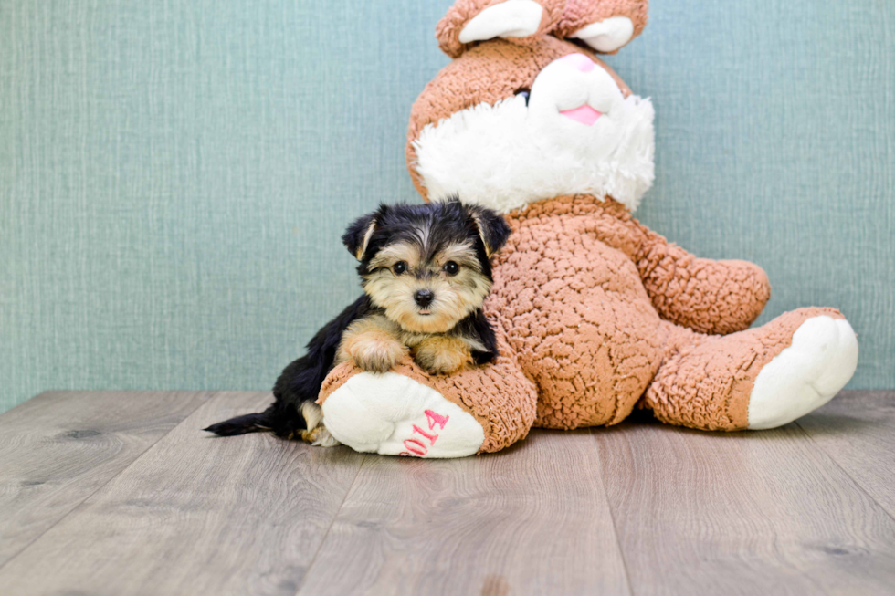 Playful Yorkie Designer Puppy