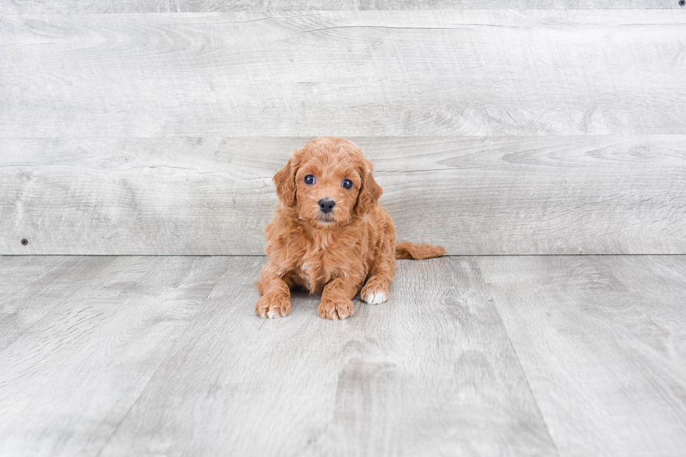 Best Mini Goldendoodle Baby