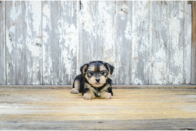 Adorable Yorkie Designer Puppy
