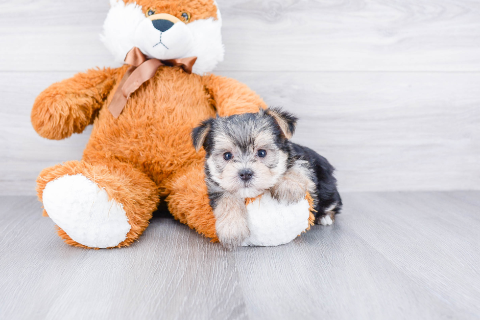 Best Morkie Baby