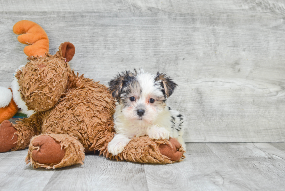 Morkie Pup Being Cute