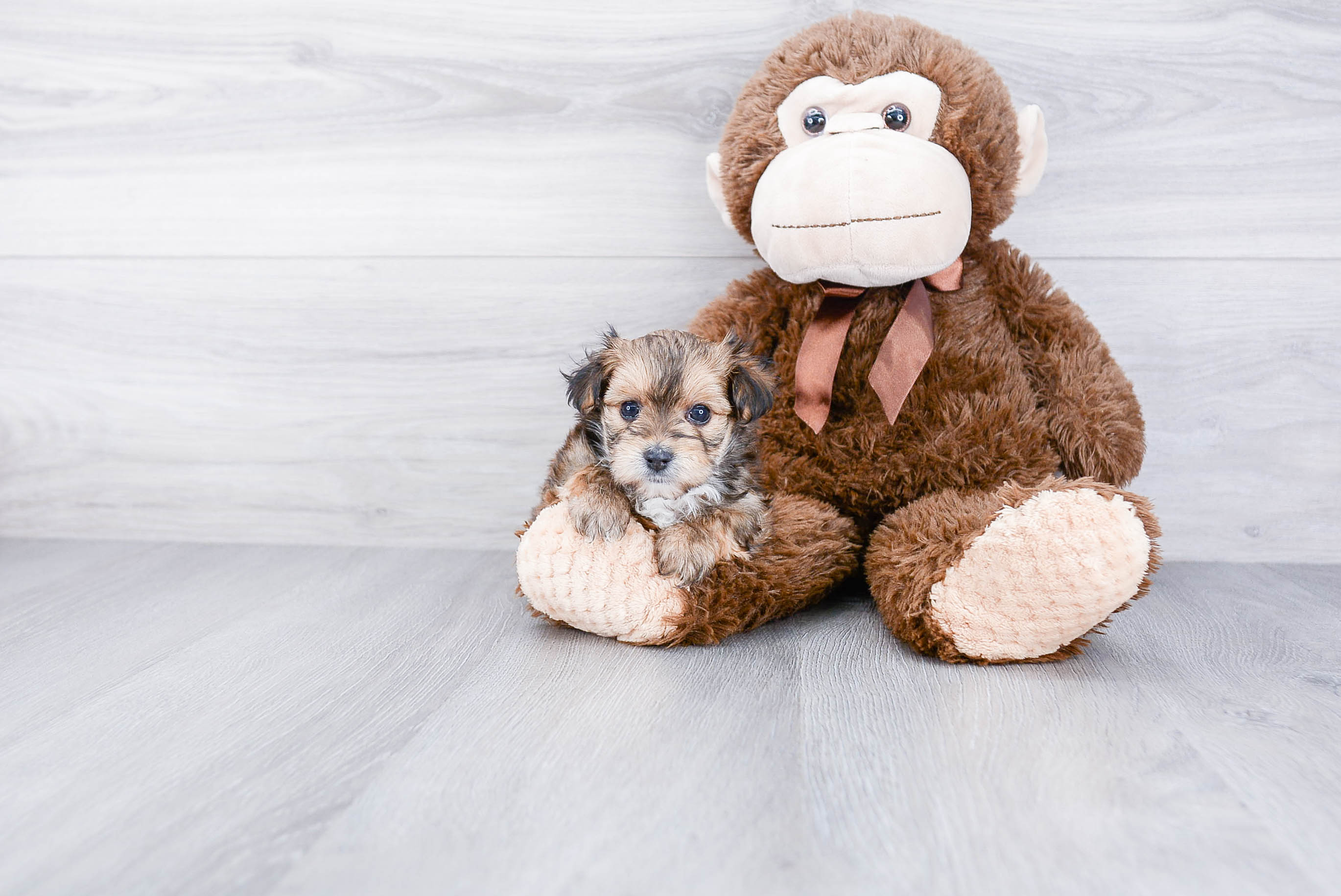 Best Morkie Baby