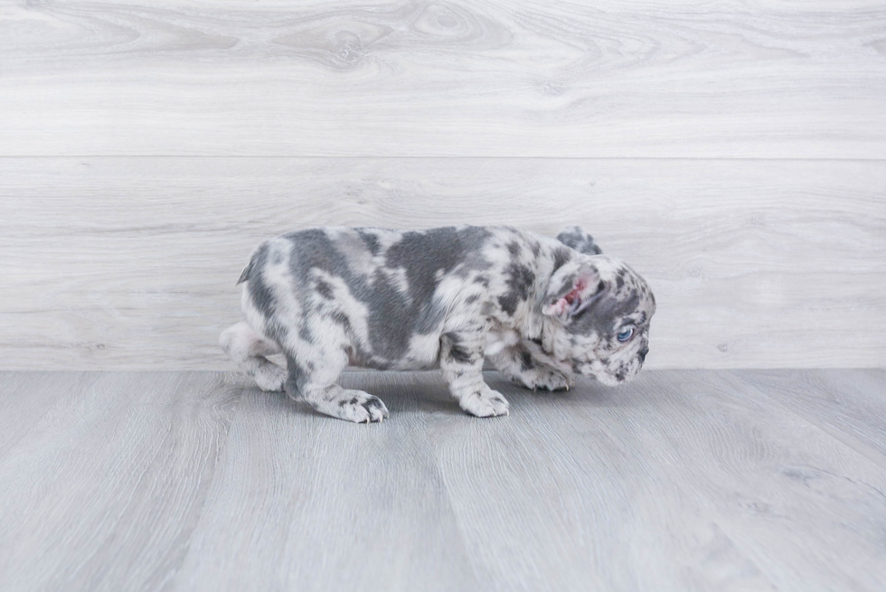 French Bulldog Pup Being Cute