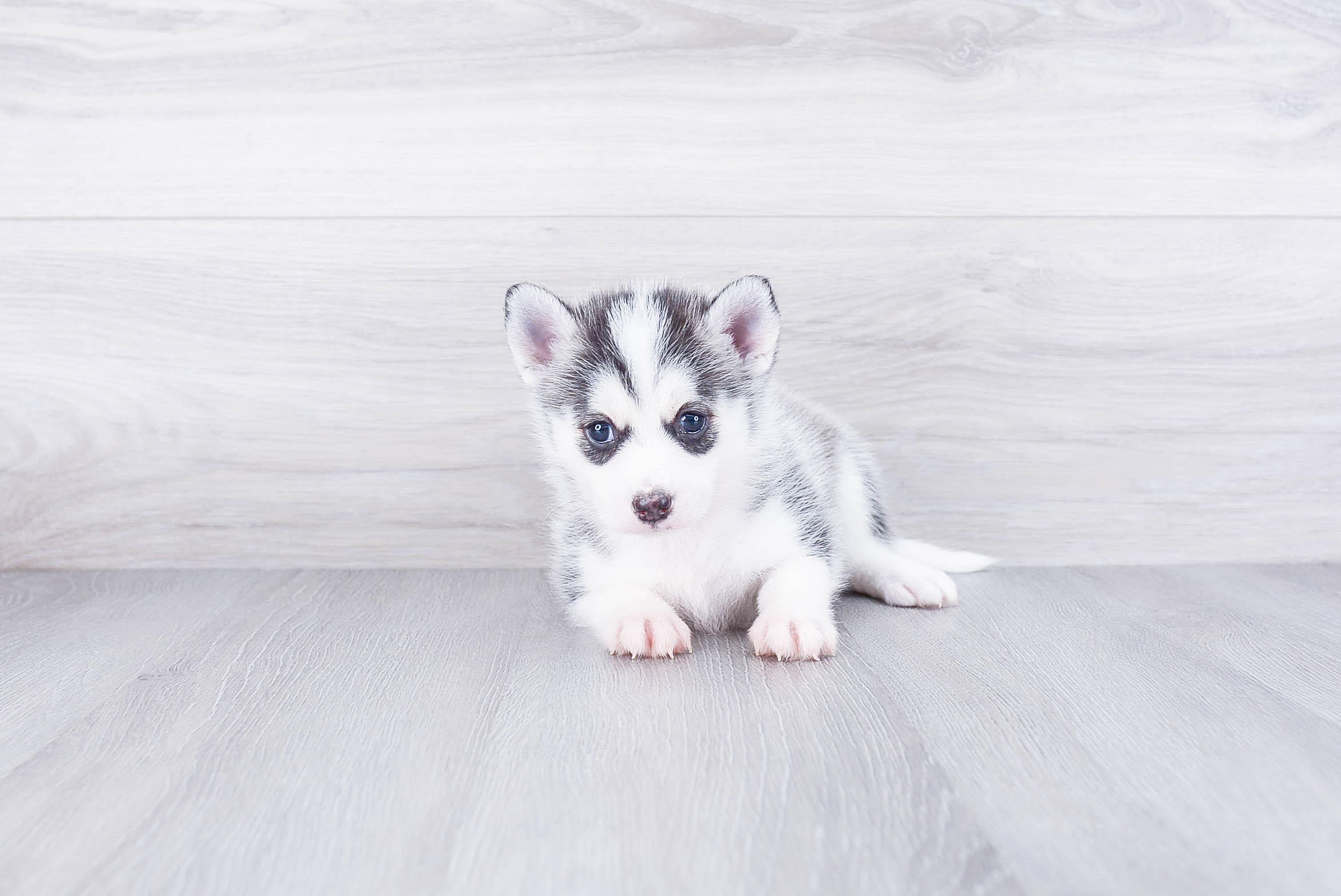 Happy Pomsky Baby