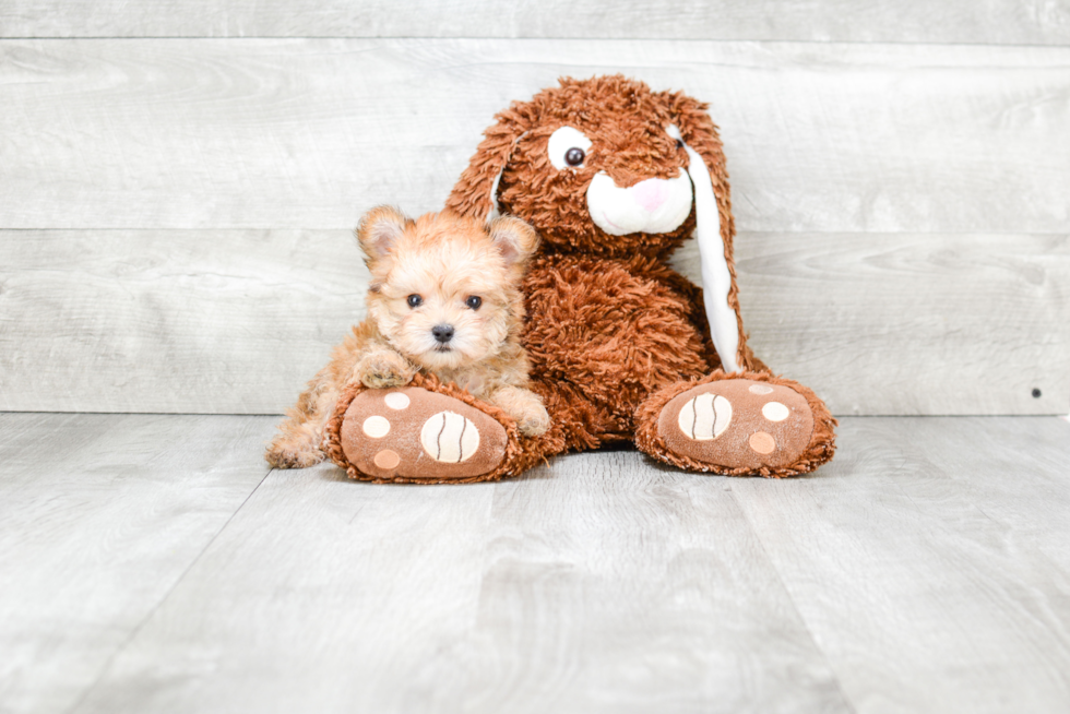 Smart Morkie Designer Pup
