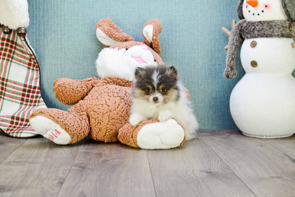 Adorable Pomeranian Purebred Puppy