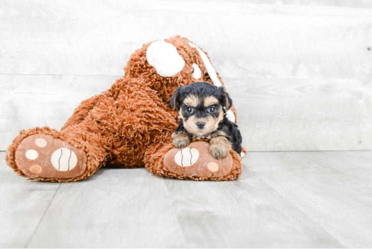 Energetic Yorkie Designer Puppy