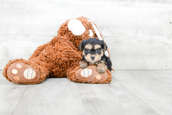 Energetic Yorkie Designer Puppy