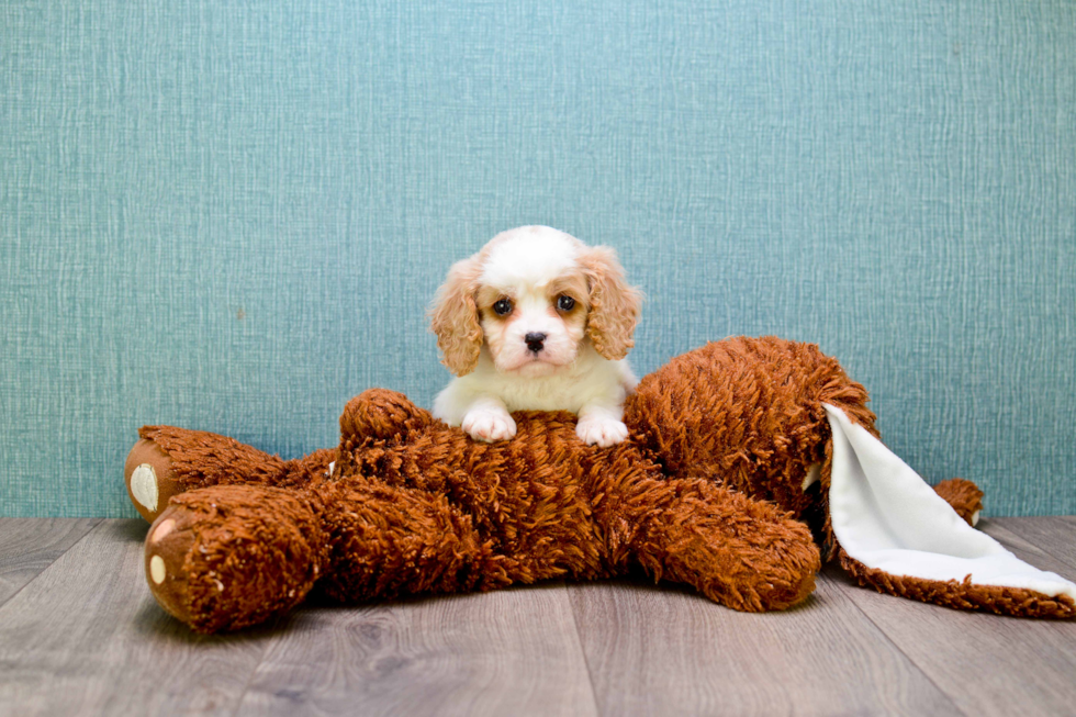 Cavachon Puppy for Adoption