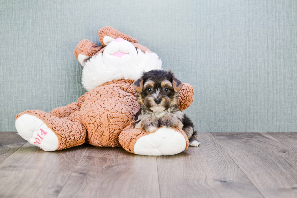 Morkie Pup Being Cute