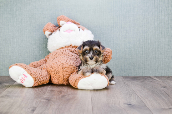 Morkie Pup Being Cute