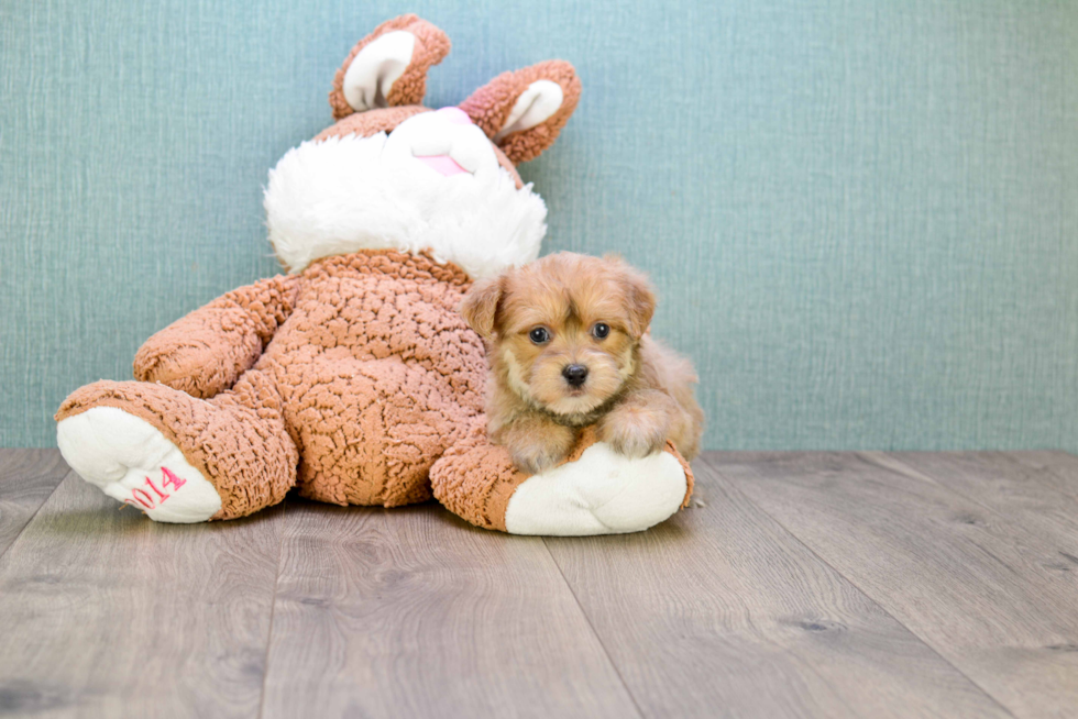 Popular Morkie Designer Pup