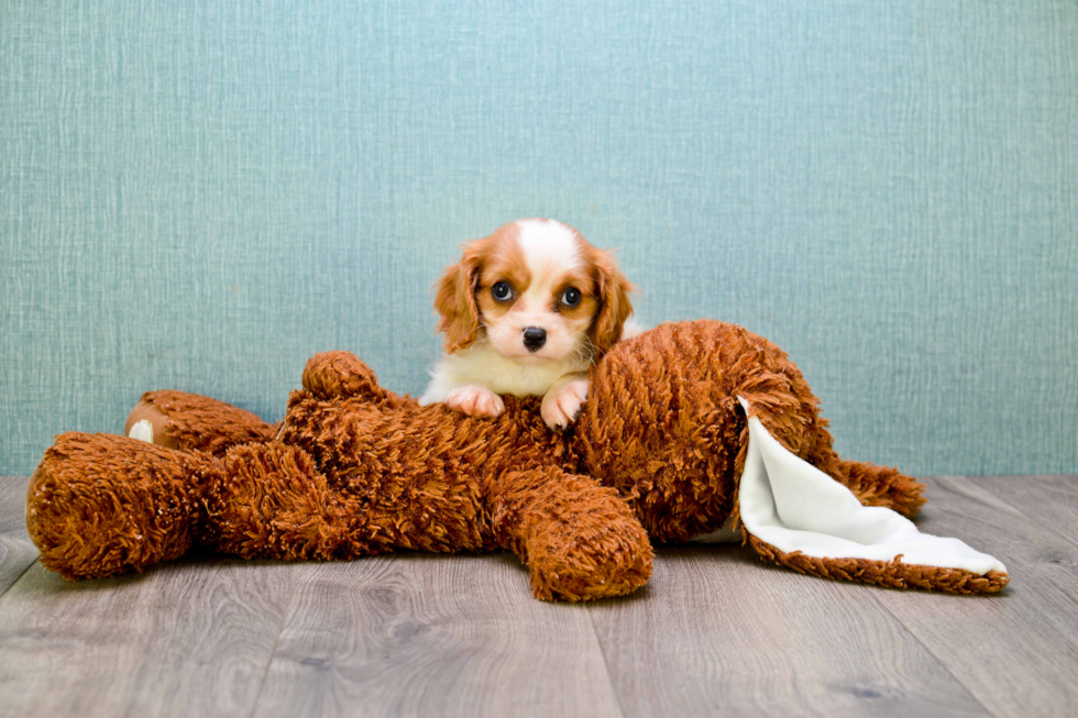 Best Cavalier King Charles Spaniel Baby