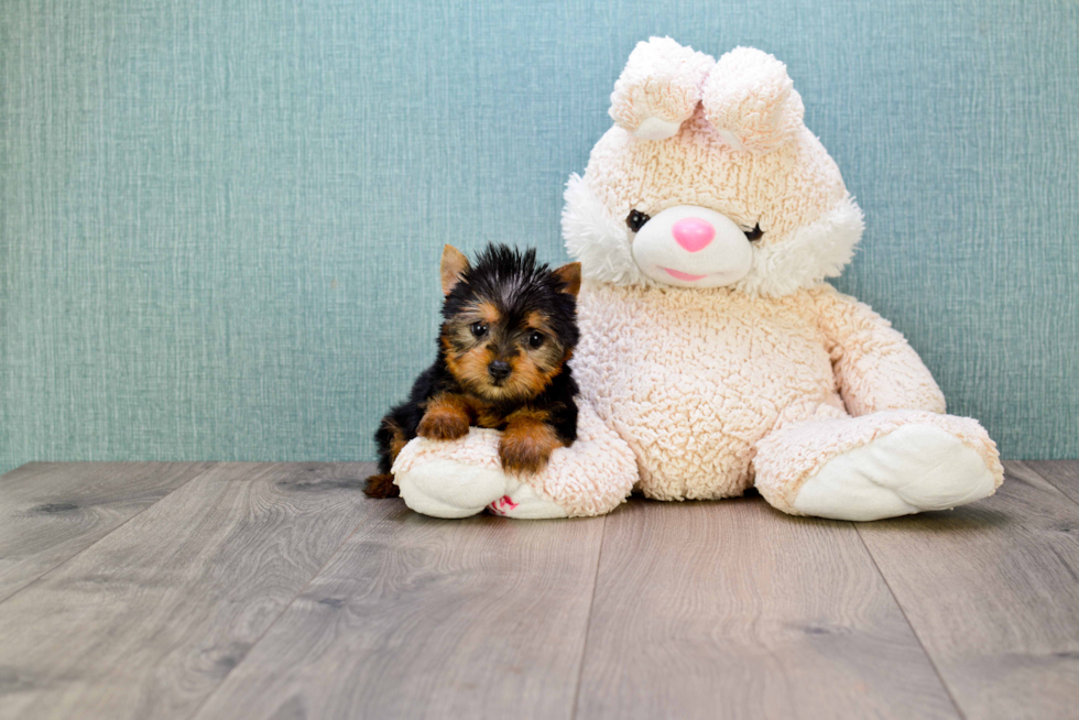 Meet Twinkle - our Yorkshire Terrier Puppy Photo 