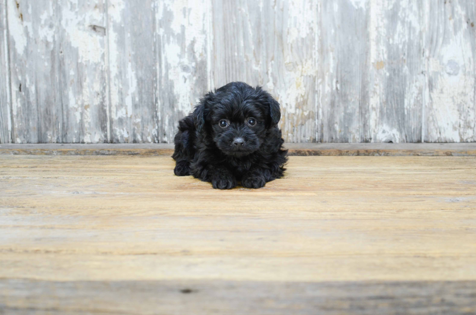 Energetic Yorkie Doodle Poodle Mix Puppy