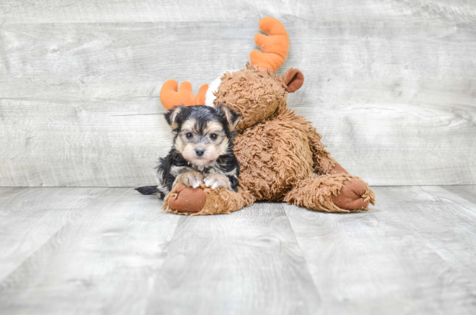 Playful Yorkie Designer Puppy