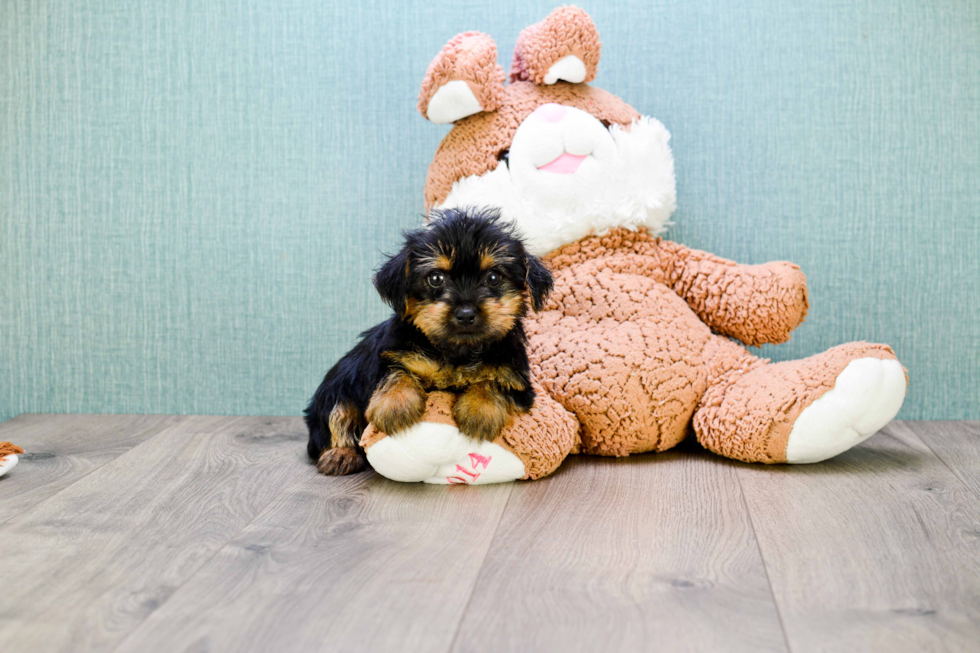 Meet Stevo - our Morkie Puppy Photo 