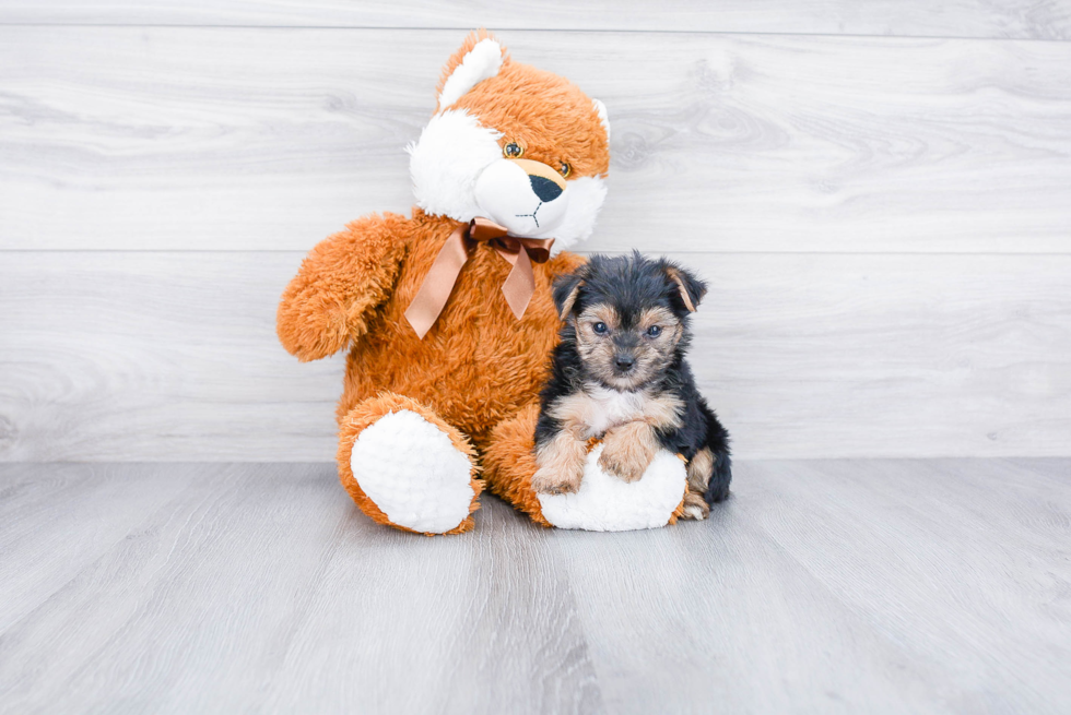 Energetic Yorkie Designer Puppy