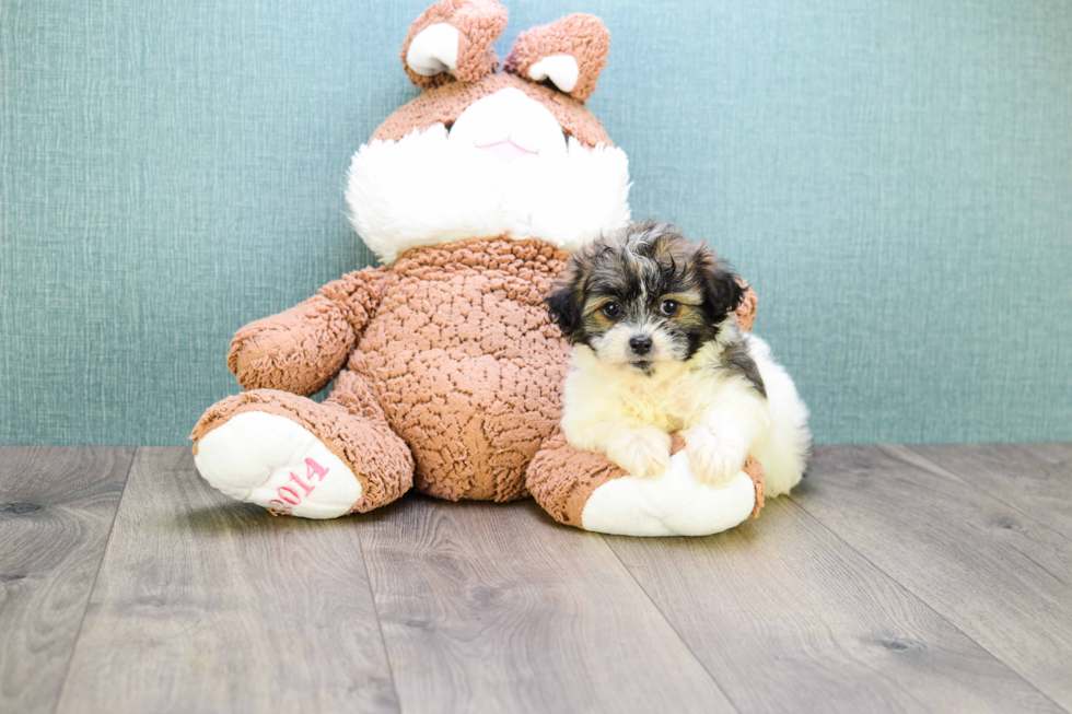 Best Teddy Bear Baby